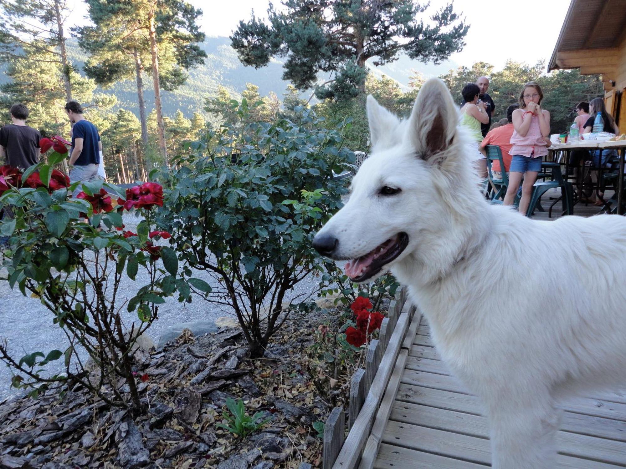 Hotel Parc Residentiel De Loisir : Le Loup Blanc Du Riou Barcelonnette Exteriér fotografie