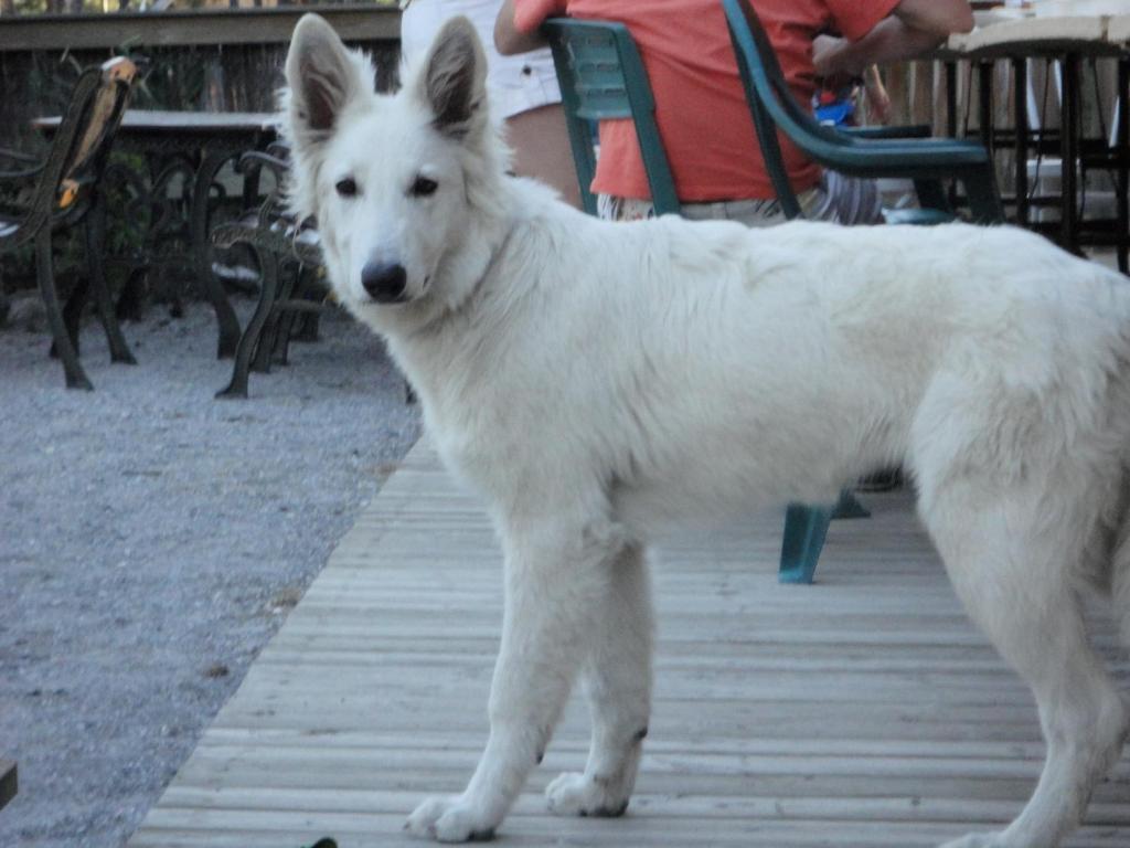 Hotel Parc Residentiel De Loisir : Le Loup Blanc Du Riou Barcelonnette Exteriér fotografie